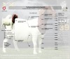 1X BOER GOAT Stud (47.59) DOE LAJANCO BBS - 2