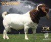 1X BOER GOAT Stud (47.59) DOE LAJANCO BBS - 3