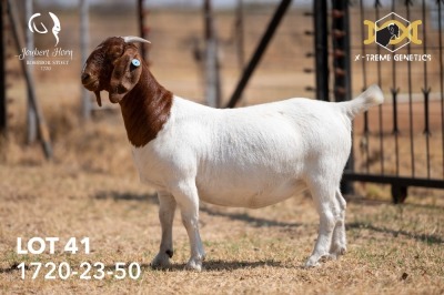 1X BOER GOAT Stud DOE JOUBERT HORN BOERGOAT STUD