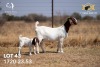 1X BOER GOAT Flock DOE JOUBERT HORN BOERGOAT STUD