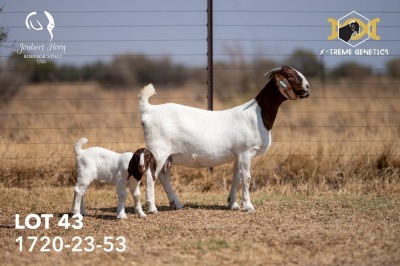 1X BOER GOAT Flock DOE JOUBERT HORN BOERGOAT STUD