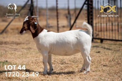 1X BOER GOAT Stud DOE JOUBERT HORN BOERGOAT STUD