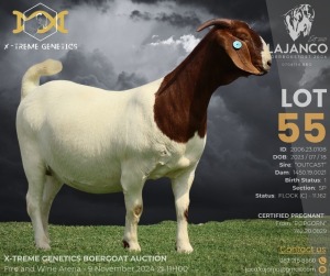 1X BOER GOAT Flock C (11.162) DOE LAJANCO BBS