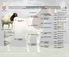 1X BOER GOAT Flock C (11.162) DOE LAJANCO BBS - 2