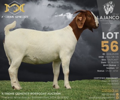 1X BOER GOAT Stud (47.51) DOE LAJANCO BBS