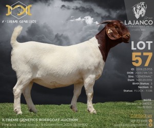 1X BOER GOAT Flock (11.136) DOE LAJANCO BBS