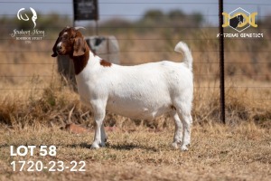 1X BOER GOAT Flock DOE JOUBERT HORN BOERGOAT STUD