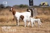 1X BOER GOAT Stud DOE JOUBERT HORN BOERGOAT STUD