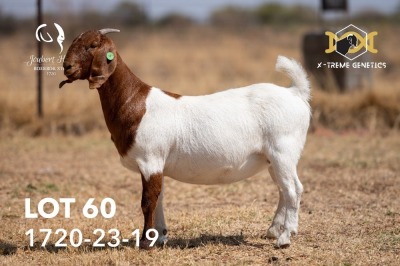 1X BOER GOAT Flock(Colour) DOE JOUBERT HORN BOERGOAT STUD