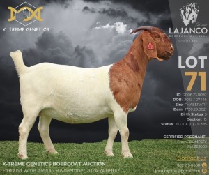 1X BOER GOAT Flock C (11.395) DOE LAJANCO BBS