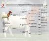 1X BOER GOAT Flock C (11.395) DOE LAJANCO BBS - 2