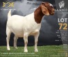 1X BOER GOAT Stud (11.138) DOE LAJANCO BBS