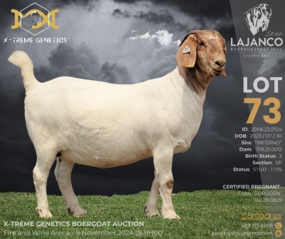 1X BOER GOAT Stud (11.115) DOE LAJANCO BBS