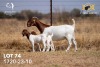 1X BOER GOAT Flock(Colour) DOE JOUBERT HORN BOERGOAT STUD