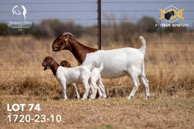 1X BOER GOAT Flock(Colour) DOE JOUBERT HORN BOERGOAT STUD