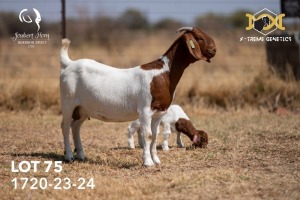 1X BOER GOAT Flock DOE JOUBERT HORN BOERGOAT STUD