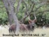 Nyala - 2