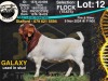 1X BOER GOAT Flock Teats BUCK COLLEN BOERDERY