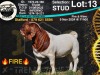 1X BOER GOAT Stud BUCK COLLEN BOERDERY