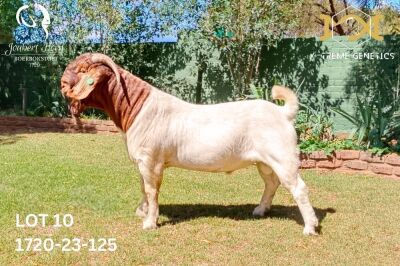 1X BOER GOAT Flock BUCK JOUBERT HORN BOERGOAT STUD