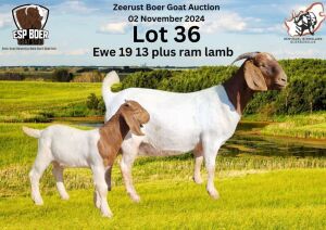 1X BOER GOAT DOE ESP BOER GOAT STED