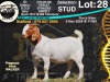 1X BOER GOAT Stud DOE COLLEN BOERDERY