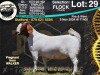 1X BOER GOAT Flock Teats DOE COLLEN BOERDERY