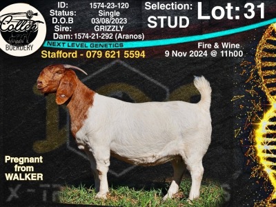 1X BOER GOAT Stud DOE COLLEN BOERDERY