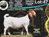 1X BOER GOAT Flock Teats DOE COLLEN BOERDERY