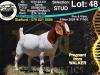 1X BOER GOAT Stud DOE COLLEN BOERDERY