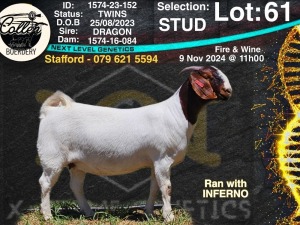 1X BOER GOAT Stud DOE COLLEN BOERDERY