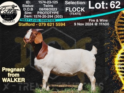 1X BOER GOAT Flock Teats DOE COLLEN BOERDERY