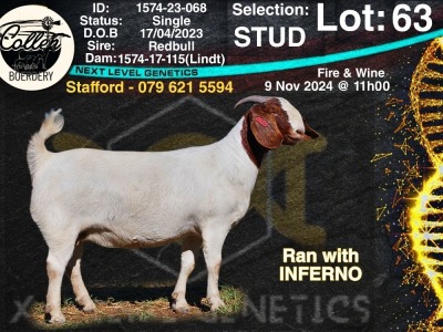 1X BOER GOAT Stud DOE COLLEN BOERDERY