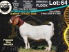 1X BOER GOAT Flock DOE COLLEN BOERDERY