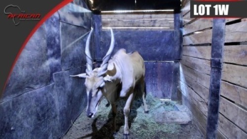 Cape Eland
