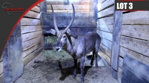 Waterbuck