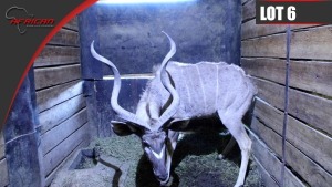 Kudu