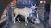Livingstone Eland