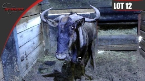 Blue Wildebeest