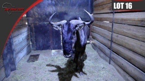 Blue Wildebeest