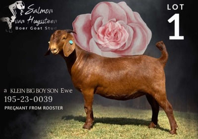 1X KALAHARI RED Stoet 38-159 DOE SALMON VAN HUYSSTEEN BOER GOAT STUD