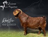 1X KALAHARI RED Stoet 38-159 DOE SALMON VAN HUYSSTEEN BOER GOAT STUD - 2