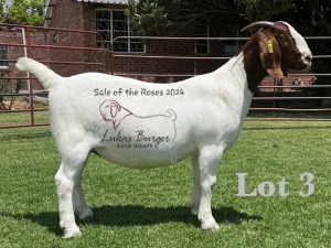 1X BOER GOAT Stoet 48-882 DOE LUKAS BURGER BOERGOAT STUD