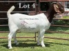 1X BOER GOAT Stoet 48-1184 DOE LUKAS BURGER BOERGOAT STUD