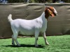 1X BOER GOAT Stoet 48-1196 DOE BOOYSEN BDY