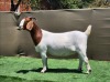 1X BOER GOAT Stoet 48-1191 DOE BOOYSEN BDY