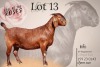 1X KALAHARI RED Stoet 48-1194 DOE KROKODILNEST BOERBOKSTOET