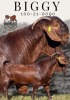 1X KALAHARI RED Stoet 48-1194 DOE KROKODILNEST BOERBOKSTOET - 3