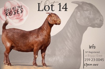 1X KALAHARI RED Stoet 48-1192 DOE KROKODILNEST BOERBOKSTOET