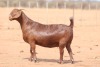 1X KALAHARI RED Stoet 48-769 DOE ANTON & RICKUS BOTHMA